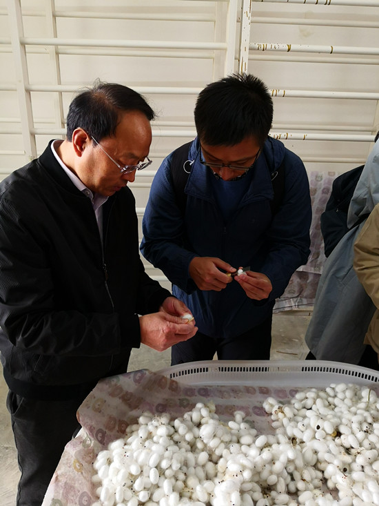 1645089578162119.jpg 03蚕种繁育室-江苏大工匠贾仲伟传授蚕种选育技巧_副本.jpg