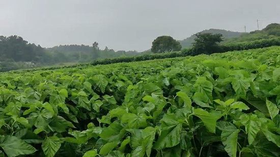 1645089648514872.png 04蚕桑基地专用桑园_副本.png